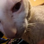 Cat Stare