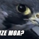 Peregrine Falcon exuze moa meme