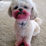 Bad dog | UMMM…; I DON’T KNOW WHAT HAPPENED TO YOUR
LOUBOUTINS 👠 | image tagged in shih tzu lipstick,designer shoes,dogs,cute dogs | made w/ Imgflip meme maker
