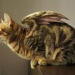 dragon kitty
