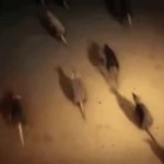 Rats running GIF Template