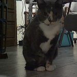 Gypsy - cat predator JPP