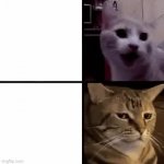 Cat question GIF Template