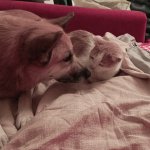 Is my brother adopted