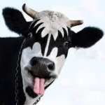 Vaca gene Simmons kiss