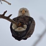 Eagle from below