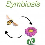 Symbiosis template
