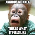ANXIOUS MONKEY | ANXIOUS MONKEY; THIS IS WHAT IT FEELS LIKE | image tagged in funny | made w/ Imgflip meme maker