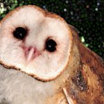 Ow ow owl