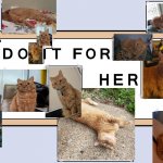 Do it for her | image tagged in do it for her | made w/ Imgflip meme maker