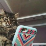ANGRY CAT LOOKS AT PHONE