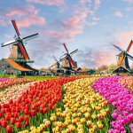 Tulips