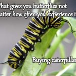 Caterpillar | What gives you butterflies not matter how often you experience it? Buying caterpillars. | image tagged in caterpillar,dad jokes,butterfly,puns | made w/ Imgflip meme maker