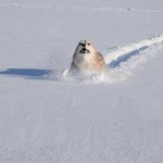 Dog running in a snow