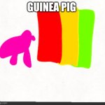 Guinea pig | GUINEA PIG | image tagged in guinea pig | made w/ Imgflip meme maker