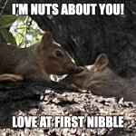 Im nuts about you | I'M NUTS ABOUT YOU! LOVE AT FIRST NIBBLE | image tagged in squirrels in love,squirrels kissing,cute animals,happy squirrel,squirrels,kissing | made w/ Imgflip meme maker