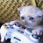 sad cat playing