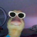 Cool duck with sunglasses