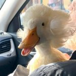 Funny hair duck