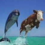 Dolphin and cow jumping