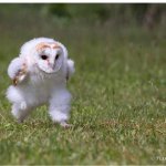 Funny little owl