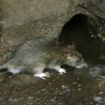 sewer rats