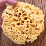 Sea Sponge