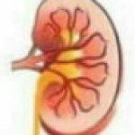 Kidney