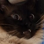 Cat shocked Meme Generator - Imgflip