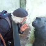 Guy talking to gorilla GIF Template