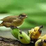 Wild Bird Eating Bananas