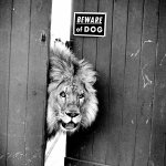 Lion - beware of dog sign