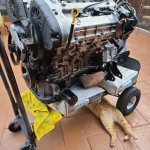 Cat under engine