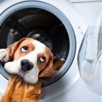 Dog and dryer