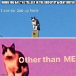 I never felt this feeling. doesn't matter because SHORT KINGS WE STAND | WHEN YOU ARE THE TALLEST IN THE GROUP BY A CENTIMETER | image tagged in hail pole cat,height,short,i see no god up here other than me | made w/ Imgflip meme maker