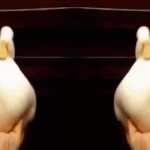 duck roll GIF Template
