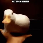 duck roll | GET DUCK ROLLED! | image tagged in gifs,duck,ducks,ducky,duckys | made w/ Imgflip video-to-gif maker