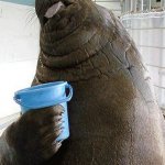 bucket