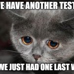 Sad cat | WE HAVE ANOTHER TEST? BUT WE JUST HAD ONE LAST WEEK. | image tagged in sad cat | made w/ Imgflip meme maker