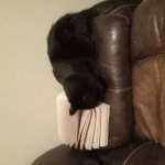 Cat gaining knowledge