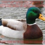 try it out in the comments! | TYPE "-00" AFTER THE NUMBER IN THE TEXT'S HEX CODE TO MAKE IT TRANSPARENT; ONLY WORKS WHEN SET TO OUTLINE, NOT SHADOW OR NONE | image tagged in memes,actual advice mallard | made w/ Imgflip meme maker