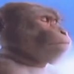 monkey listening to music meme