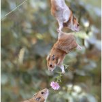 Hampsters helping share a flower