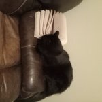 Cat Gaining Knowledge
