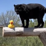Panther Duck