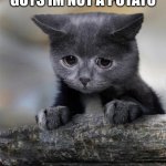 Confession Cat | GUYS IM NOT A POTATO | image tagged in confession cat | made w/ Imgflip meme maker