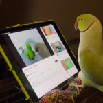 Parrot watching Youtube template