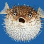 angry blowfish template