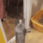 hi hai hii cat