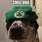 Use this template | CHILL DOG | image tagged in chill dog | made w/ Imgflip meme maker